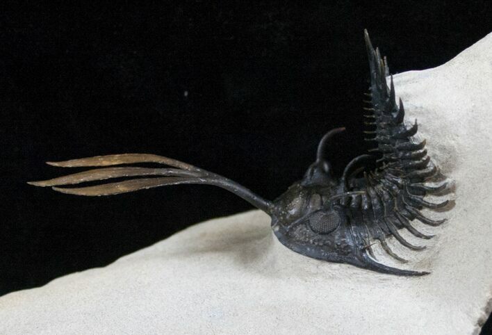 Amazing Trident Walliserops Trilobite - #13720